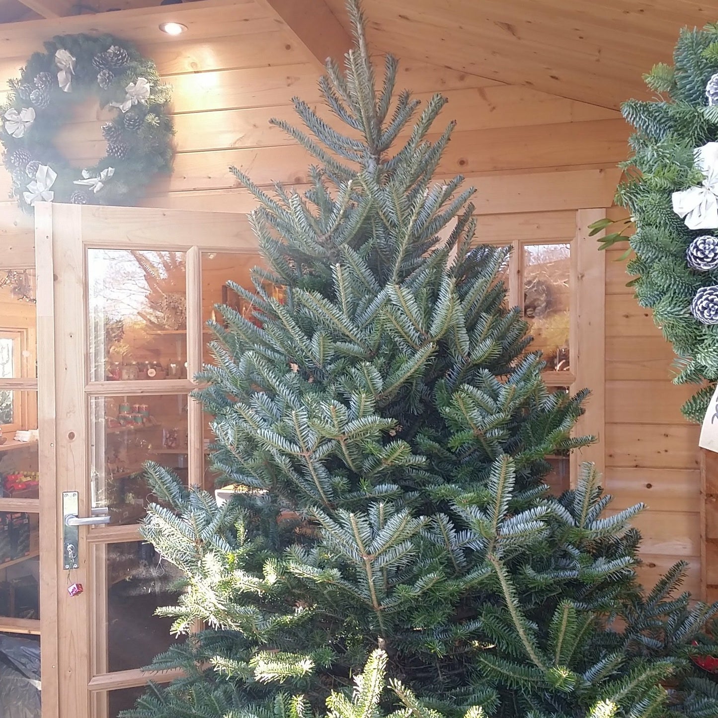 Fraser Fir Christmas Tree Cut