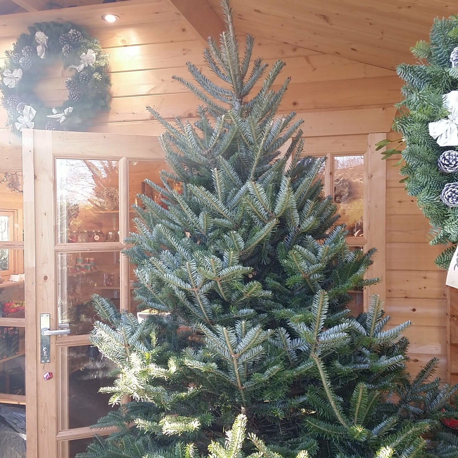 Fraser Fir Christmas Tree Cut