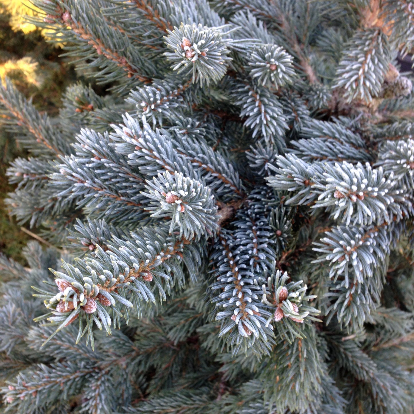 Blue Spruce Christmas Trees are bushy trees with a strong festive pine aroma. Trees are varying shades of icy white-green to blue.