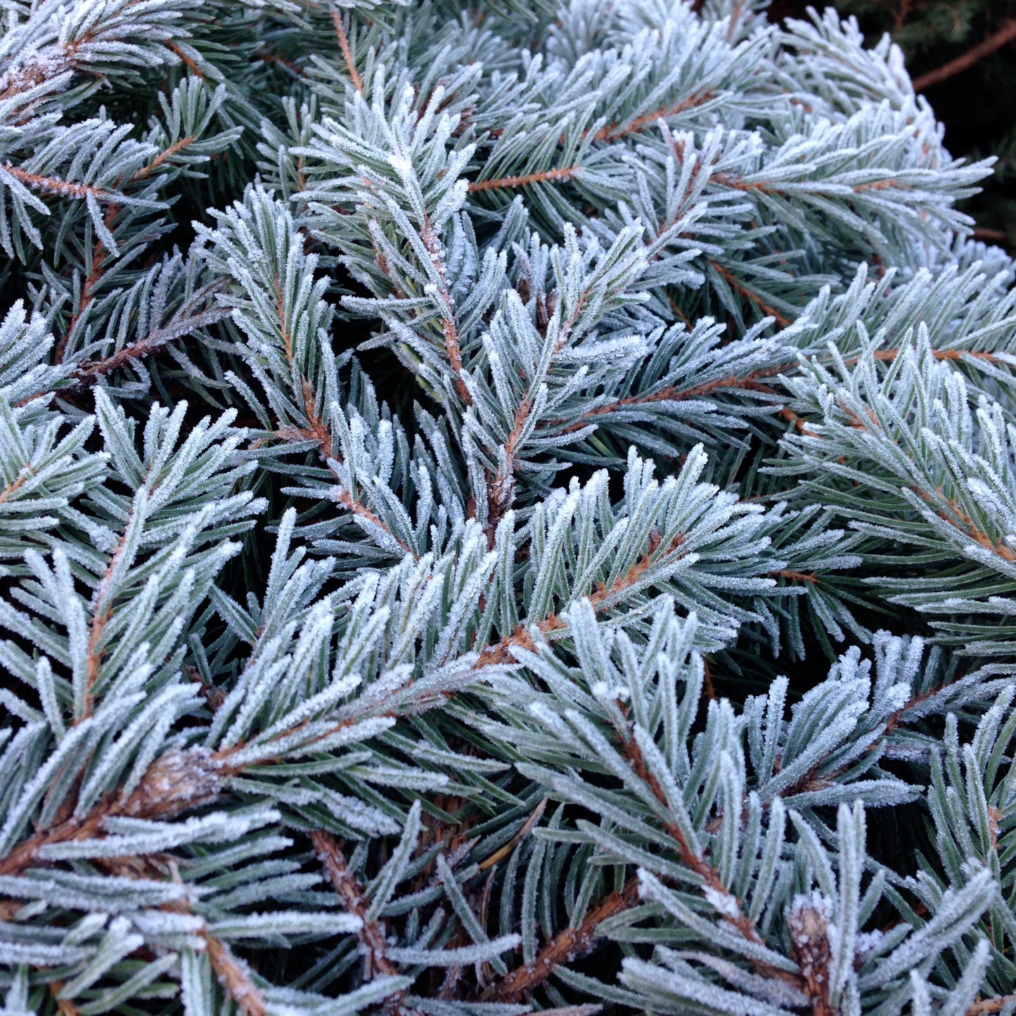 The Nordman Christmas Tree is an elegant and beautiful non-drop tree. It's soft needles are ideal for households with children and animals.