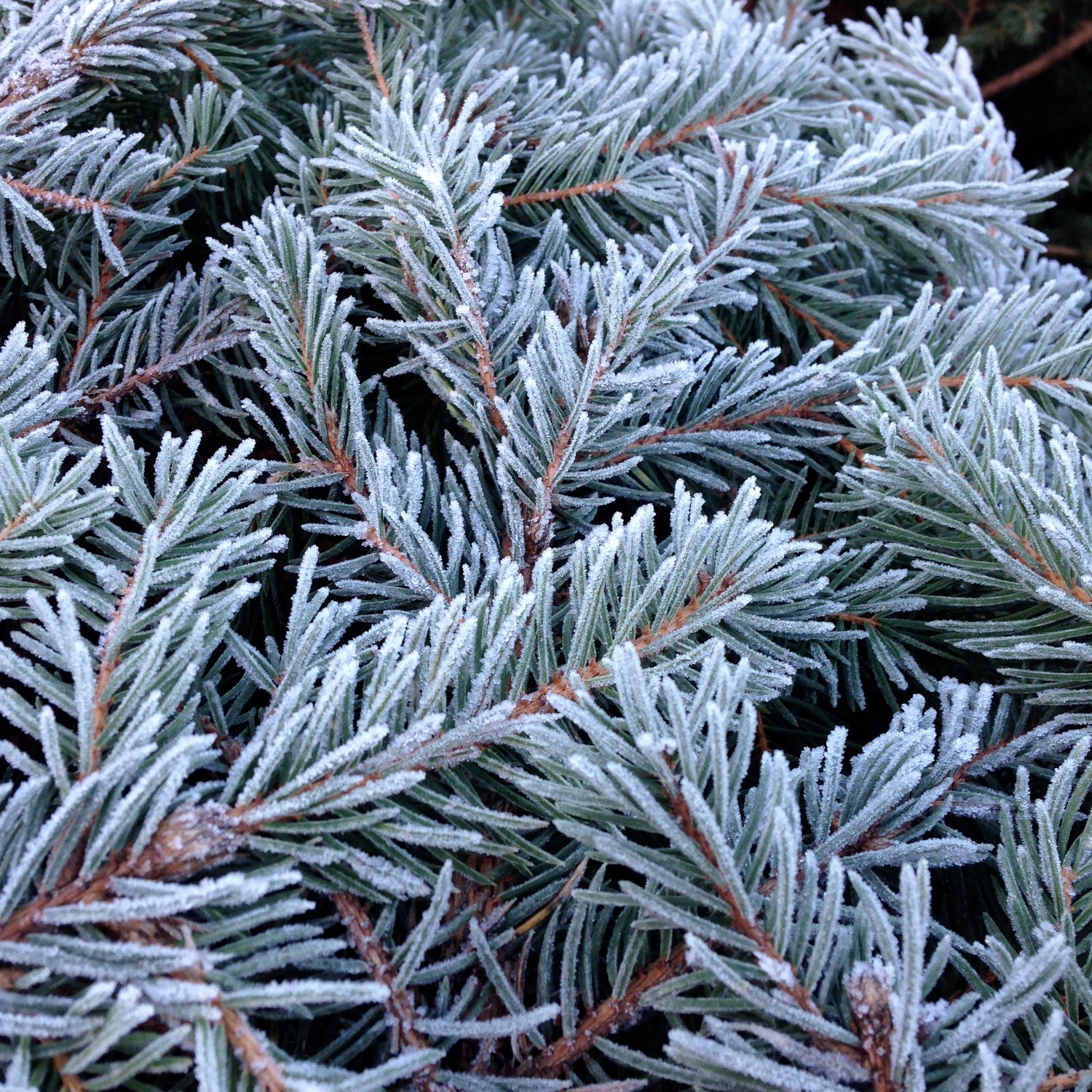 The Nordman Christmas Tree is an elegant and beautiful non-drop tree. It's soft needles are ideal for households with children and animals.
