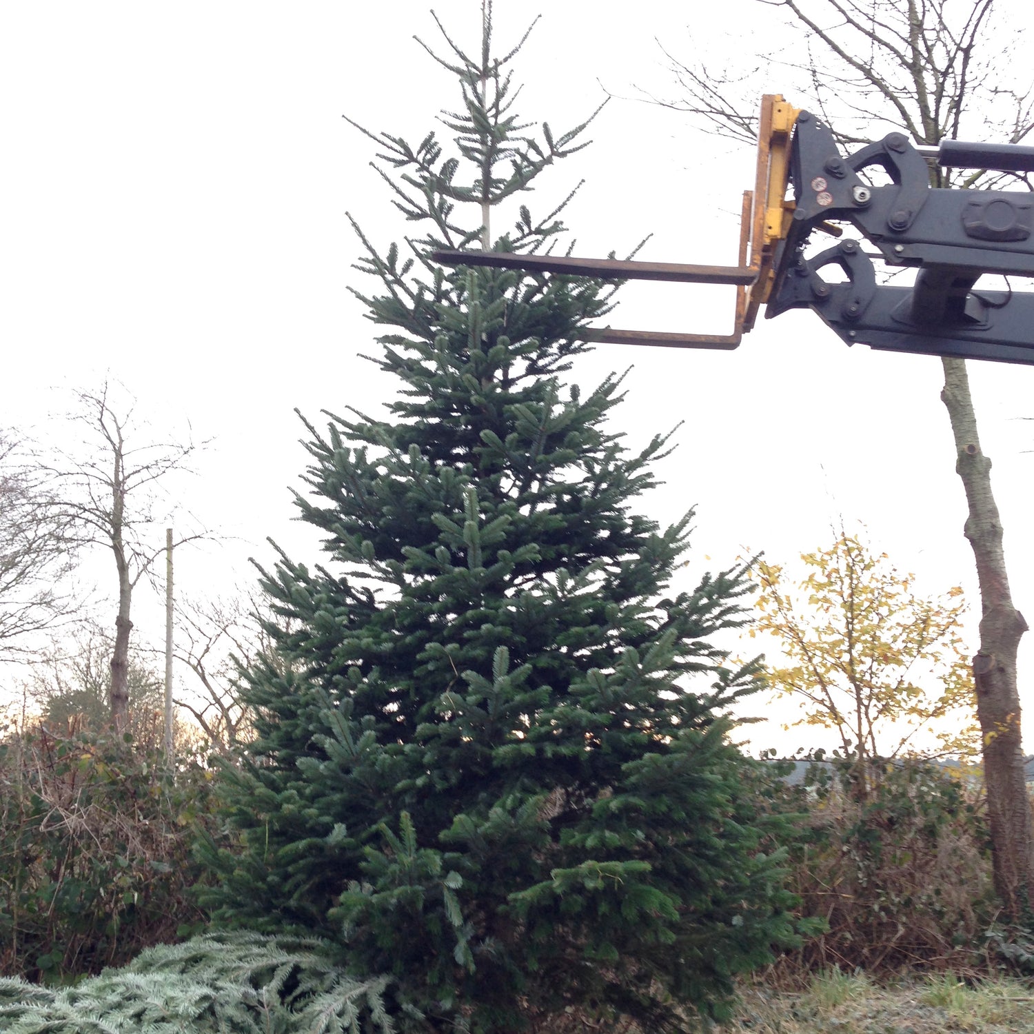 The Nordman Christmas Tree is an elegant and beautiful non-drop tree. It's soft needles are ideal for households with children and animals.