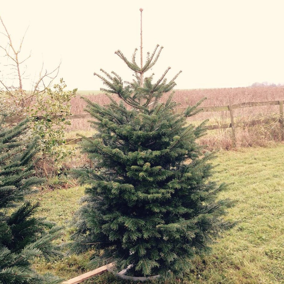 The Nordman Christmas Tree is an elegant and beautiful non-drop tree. It's soft needles are ideal for households with children and animals.