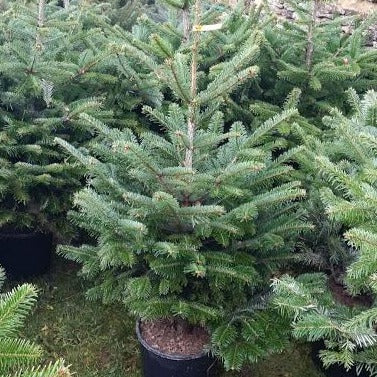 The Nordman Christmas Tree is an elegant and beautiful non-drop tree. It's soft needles are ideal for households with small children and animals.