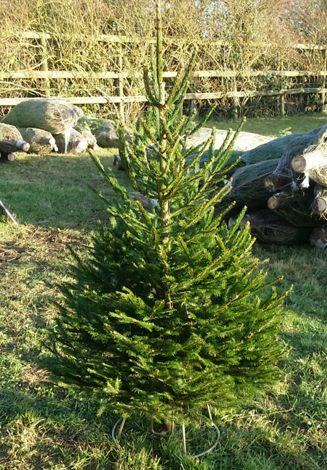 The Norway Spruce Christmas Tree is the 'traditional' christmas tree. The tree is fresh, slender and bushy.