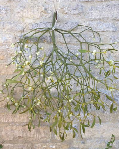Bunch of Fresh Mistletoe with Berries