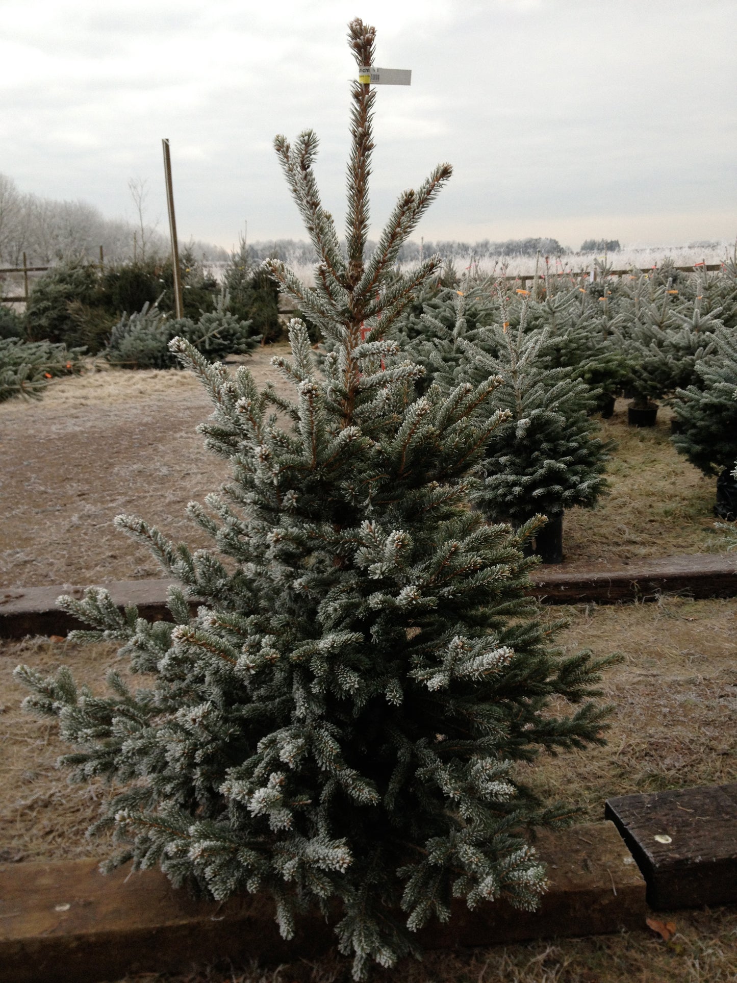 Blue Spruce Christmas trees are bushy trees with a strong festive pine aroma. Trees are varying shades of icy white-green to blue. We have 5 sizes available ranging from 4-8ft.