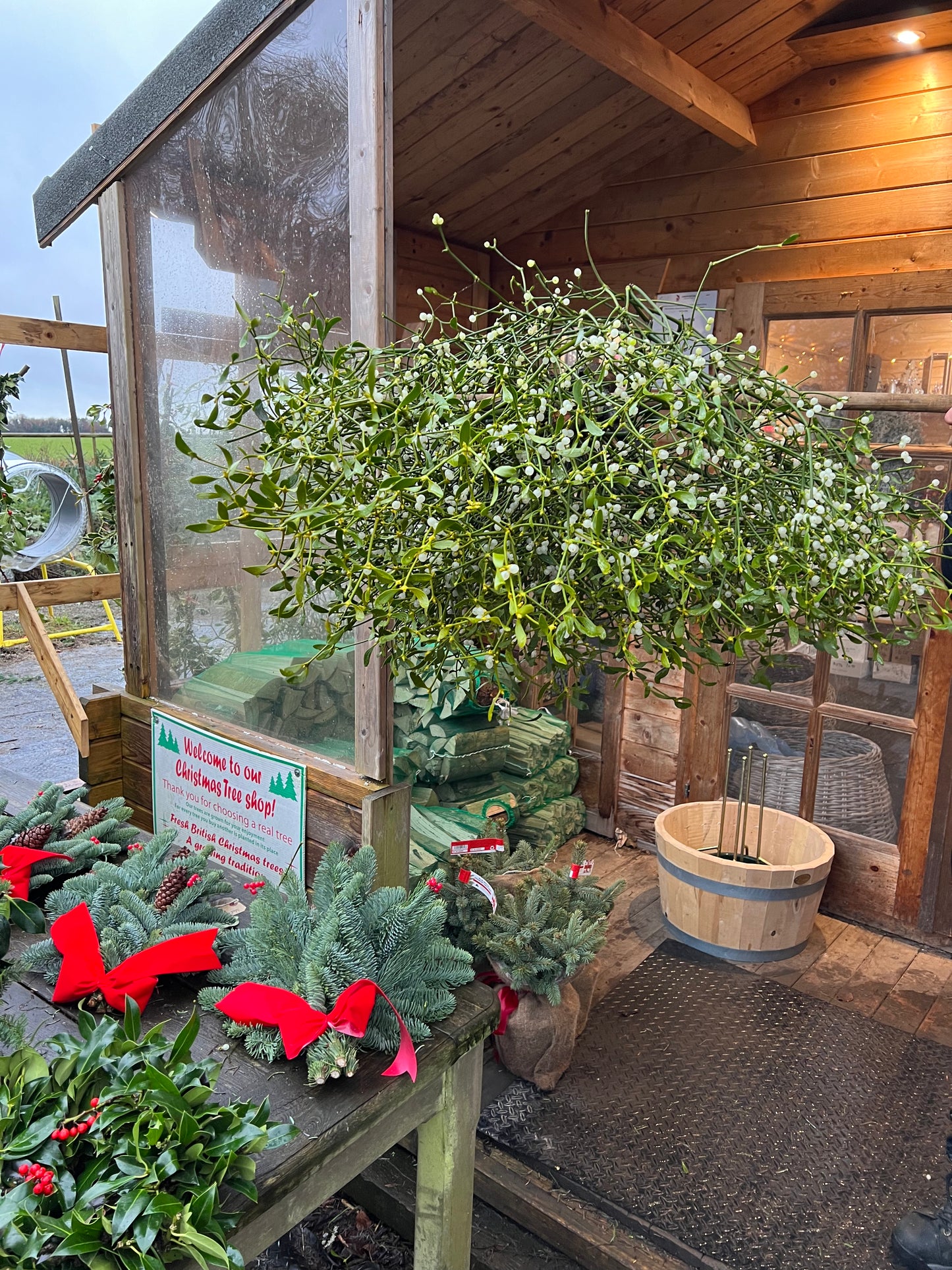Bough of Mistletoe