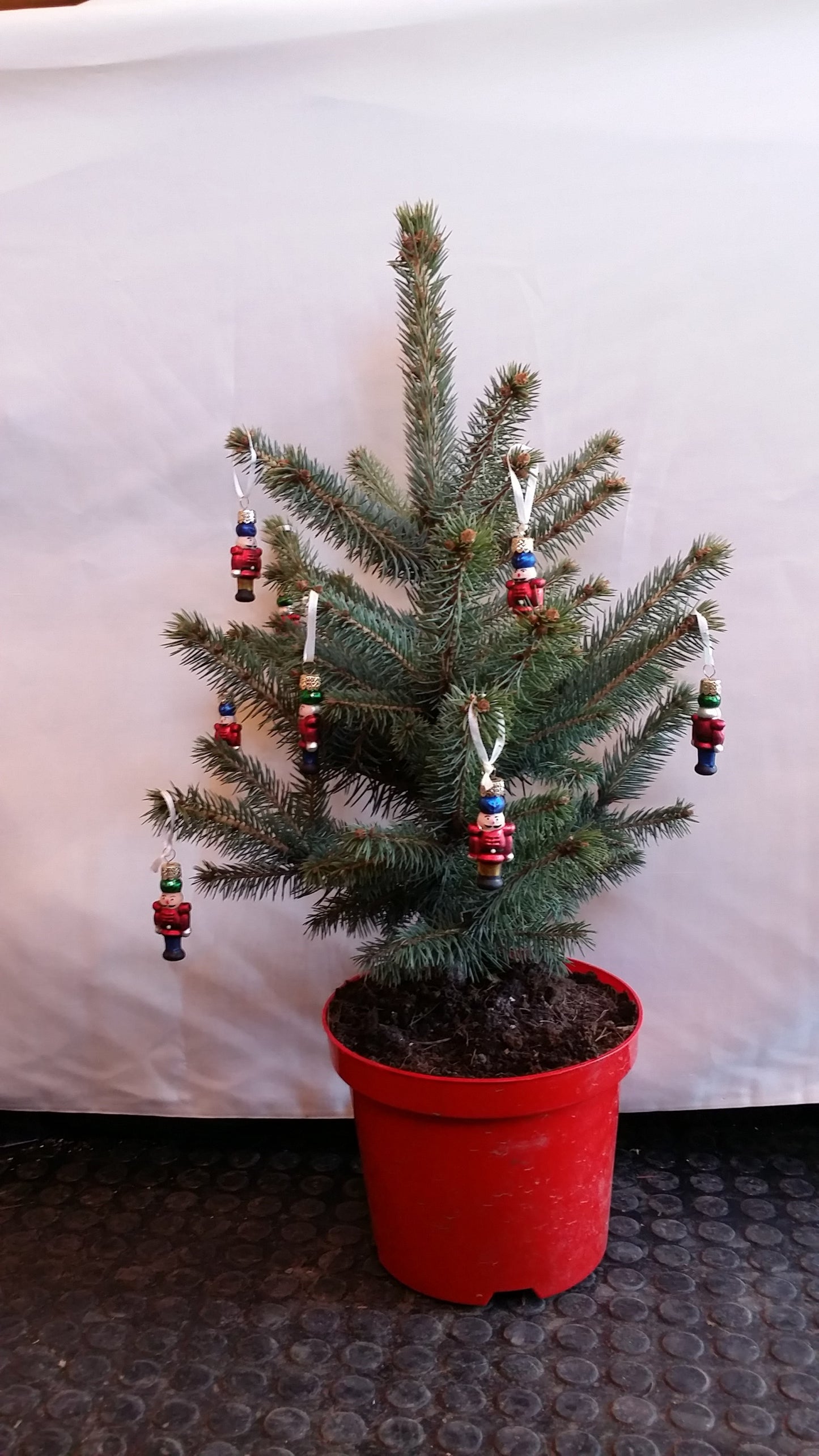 Small Table Top Real Blue Spruce Living Rooted Christmas Tree in pot with hessian sack and red ribbon.