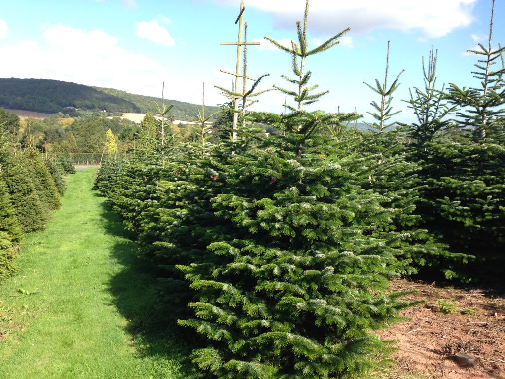 The Nordman Christmas Tree is an elegant and beautiful non-drop tree. It's soft needles are ideal for households with children and animals.