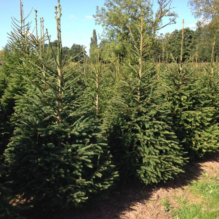The Norway Spruce Christmas Tree is the 'traditional' christmas tree. The tree is fresh, slender and bushy.