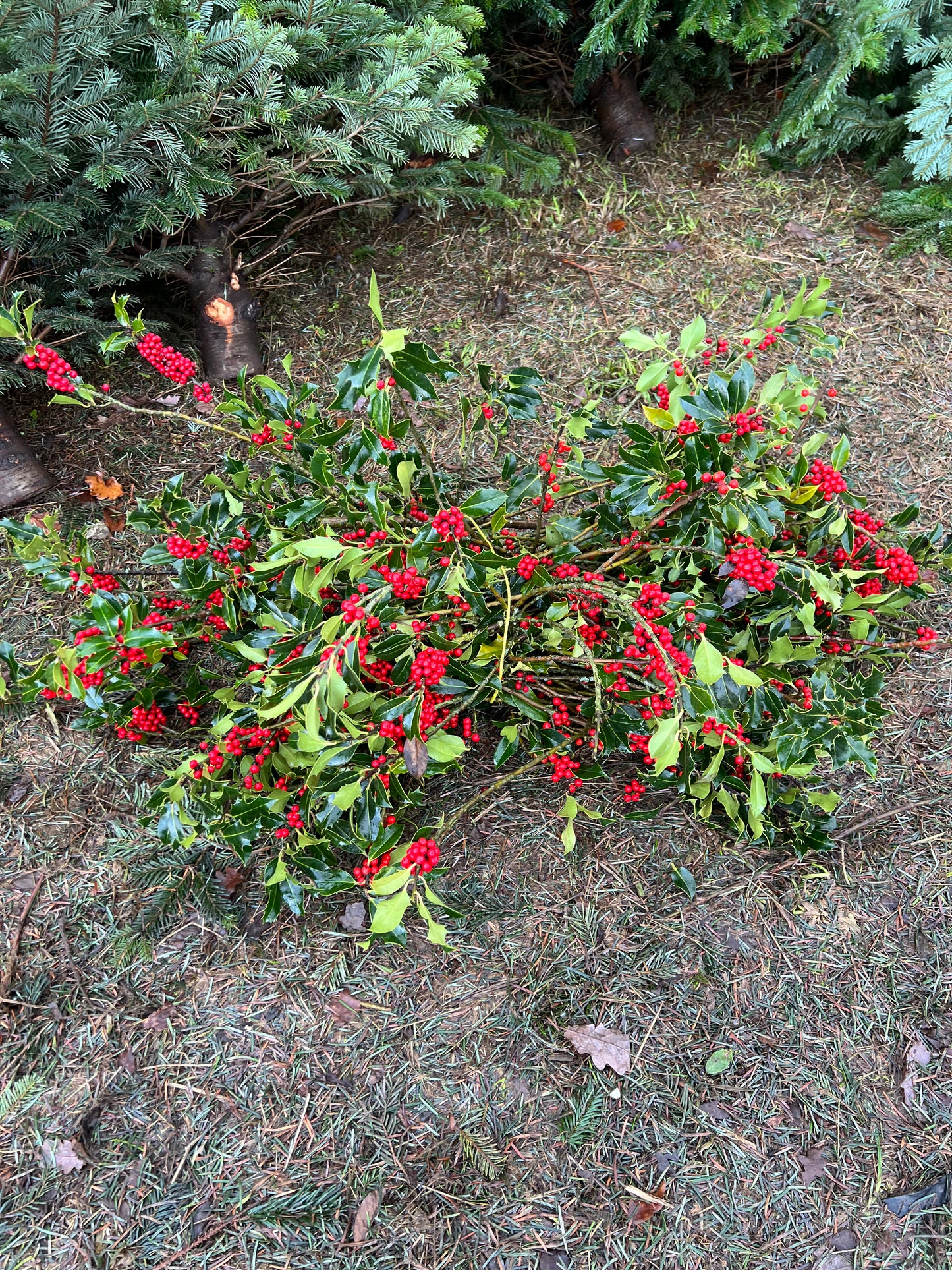 Bundle of Green Holly with Red Berries