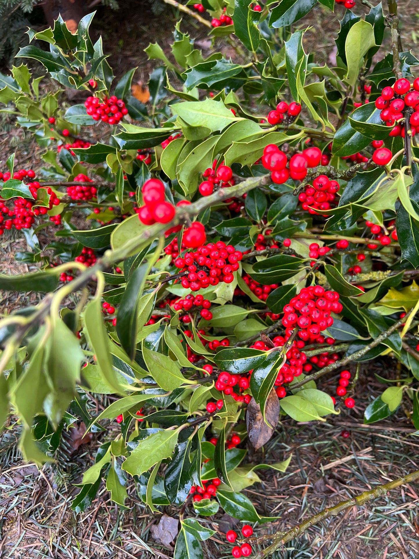 Bundle of Green Holly with Red Berries