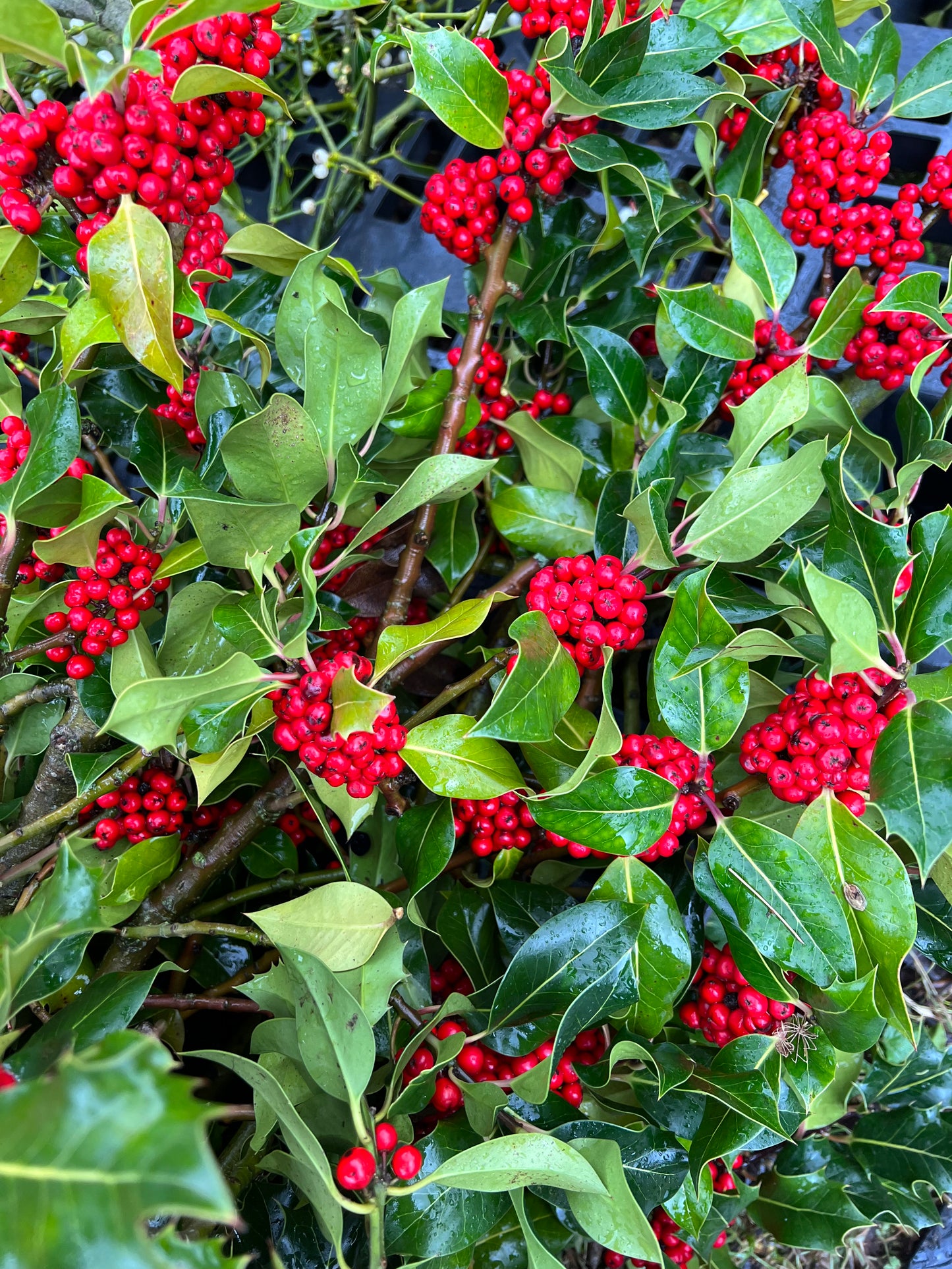 Bundle of Green Holly with Red Berries