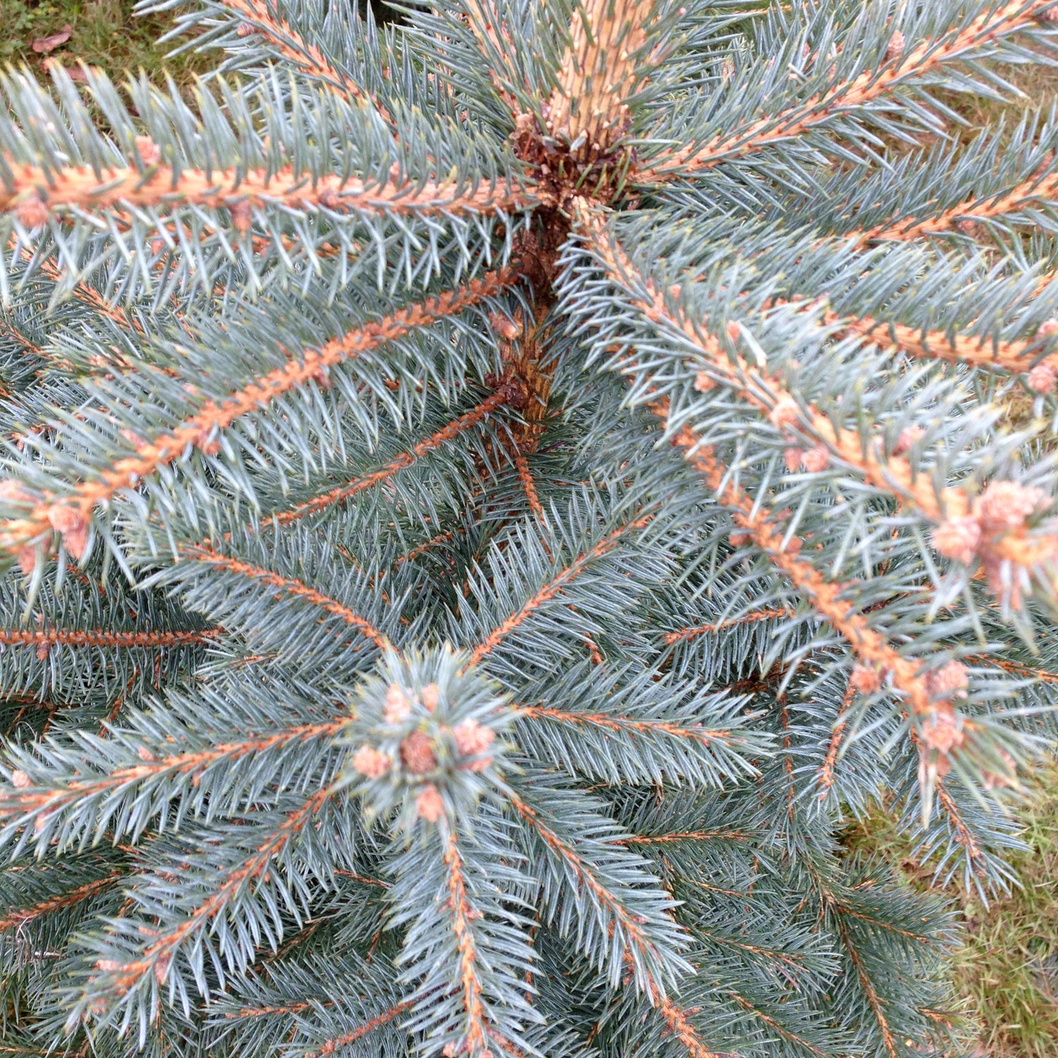 Blue Spruce Christmas trees are bushy trees with a strong festive pine aroma. Trees are varying shades of icy white-green to blue. We have 5 sizes available ranging from 4-8ft.