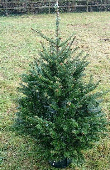 This Fraser Fir pot grown Christmas tree is fragrant and retains it's needles. Being pot grown gives it the best chance for growing on.