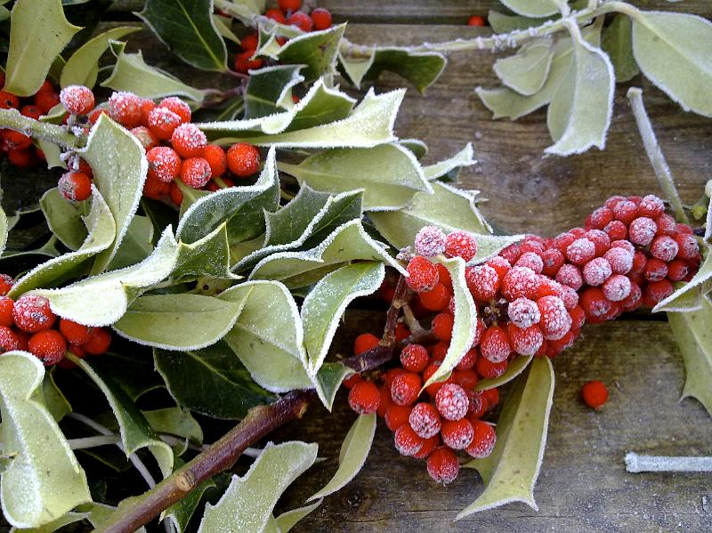 Fresh locally grown holly with red berries, wonderful for decorating the home and making wreaths from.