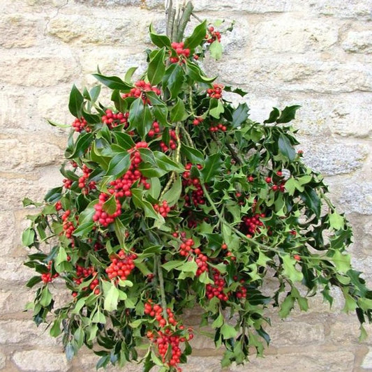Fresh locally grown holly with red berries, wonderful for decorating the home and making wreaths from.