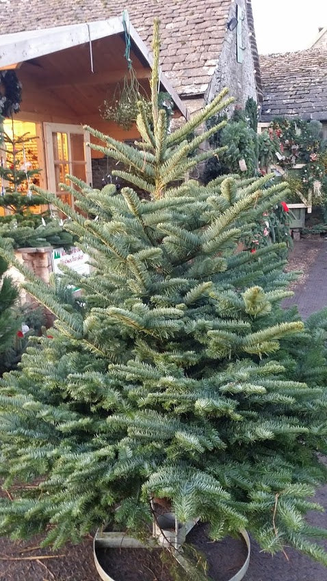 The Noble Fir is a non-drop Christmas tree.