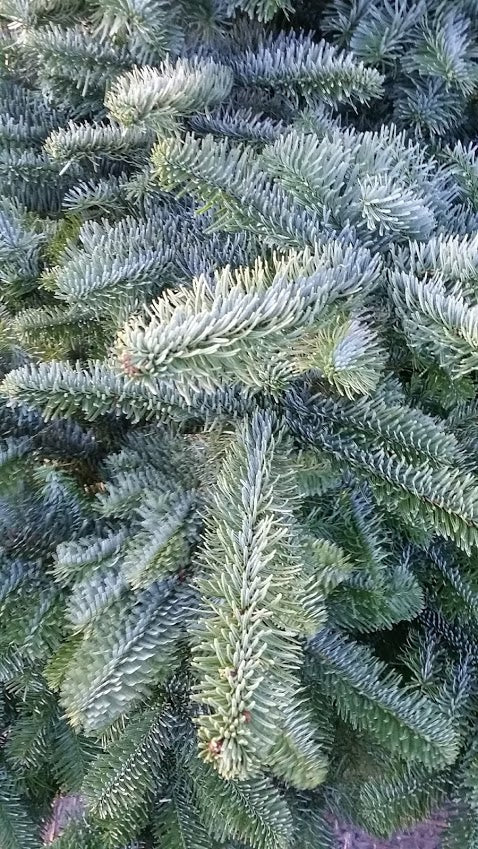 The Noble Fir is a non-drop Christmas tree.