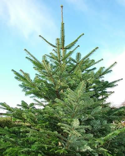 The Nordman Christmas Tree is an elegant and beautiful non-drop tree. It's soft needles are ideal for households with children and animals.