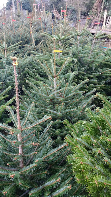 The Nordman Christmas Tree is an elegant and beautiful non-drop tree. It's soft needles are ideal for households with small children and animals.