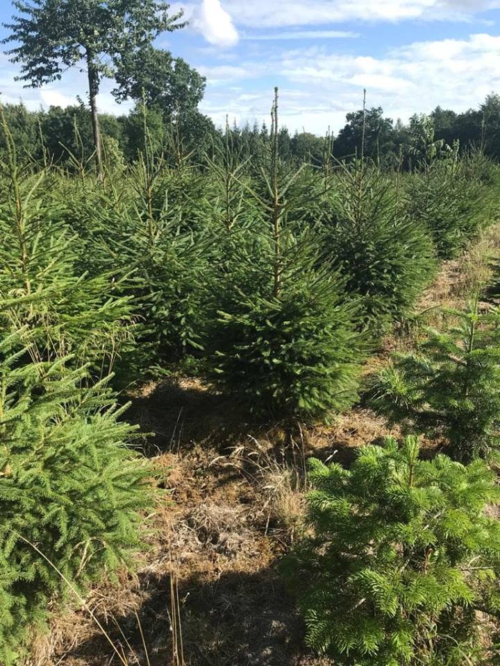 Pot grown Norway Spruce Christmas Tree to plant out after Christmas in your garden.