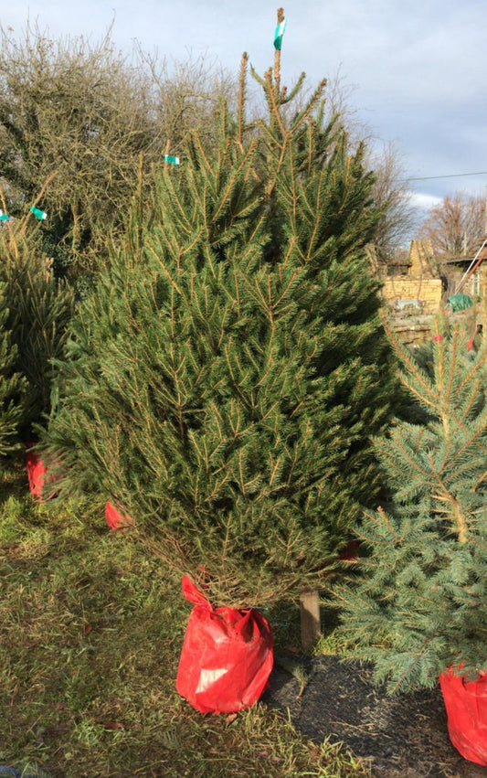 Pot grown Norway Spruce Christmas Tree to plant out after Christmas in your garden.