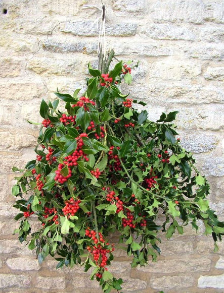 Bunch of Green Holly with Red Berries