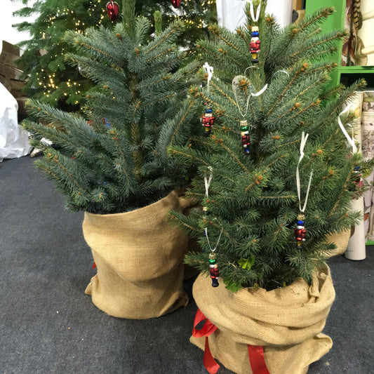Small Table Top Real Blue Spruce Living Rooted Christmas Tree in pot with hessian sack and red ribbon.