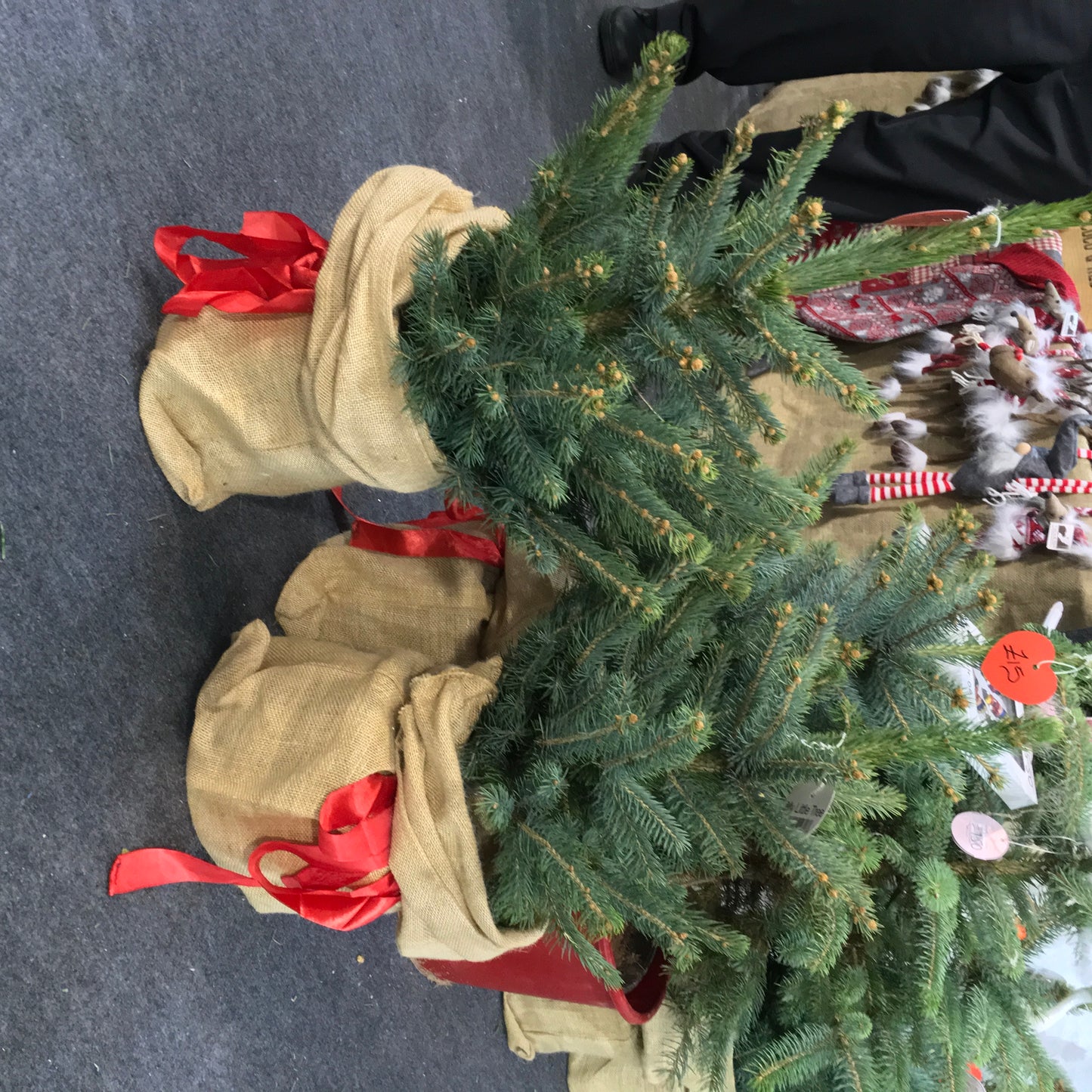 Small Table Top Real Blue Spruce Living Rooted Christmas Tree in pot with hessian sack and red ribbon.