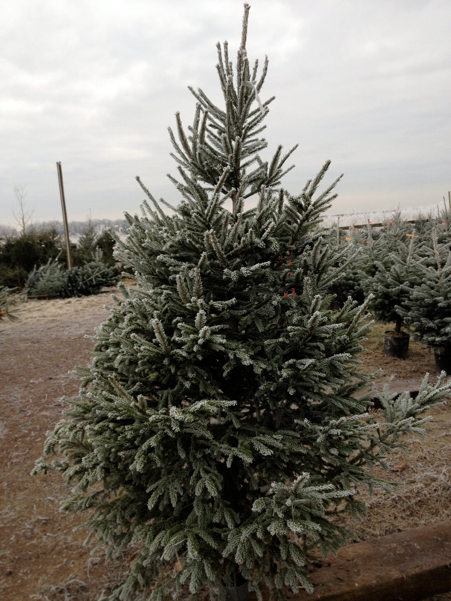 Blue Spruce Christmas trees are bushy trees with a strong festive pine aroma. Trees are varying shades of icy white-green to blue. We have 5 sizes available ranging from 4-8ft.