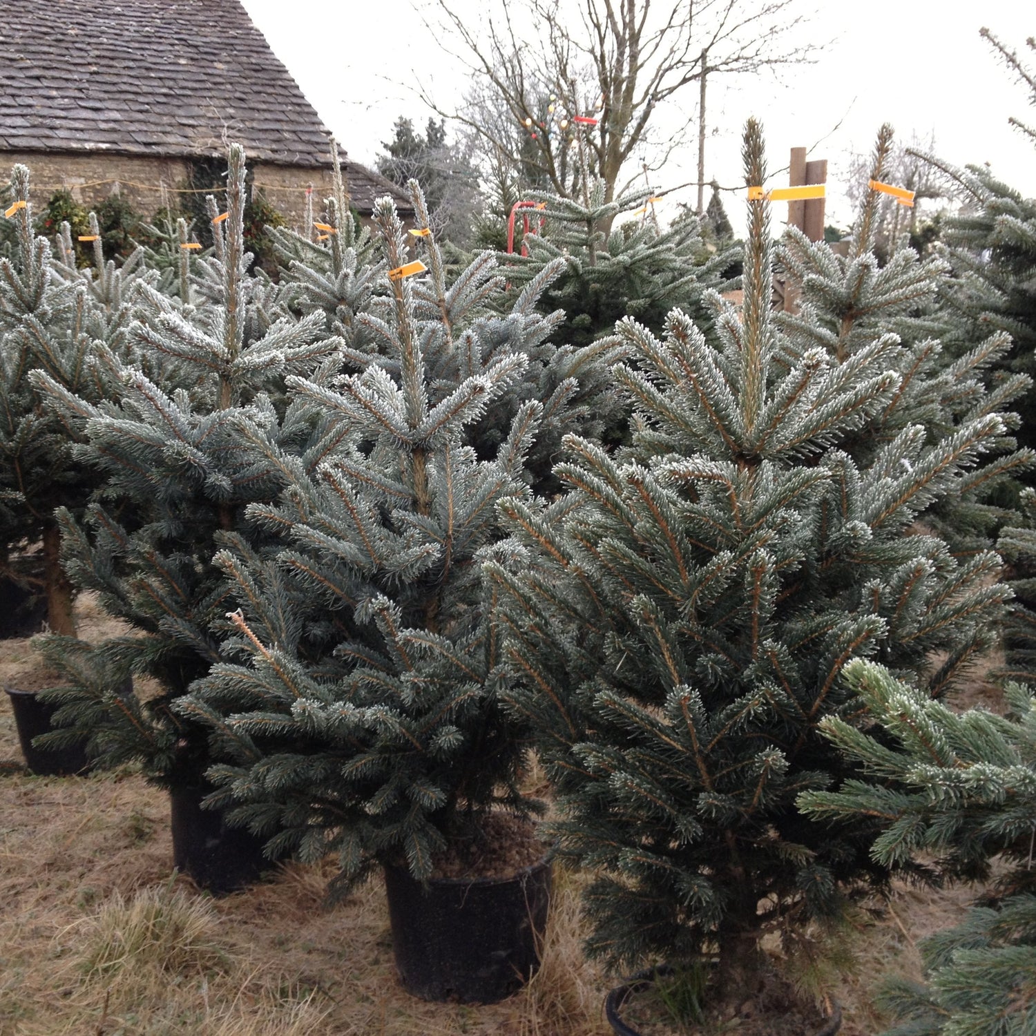 Blue Spruce Christmas Trees are bushy trees with a strong festive pine aroma. Trees are varying shades of icy white-green to blue.