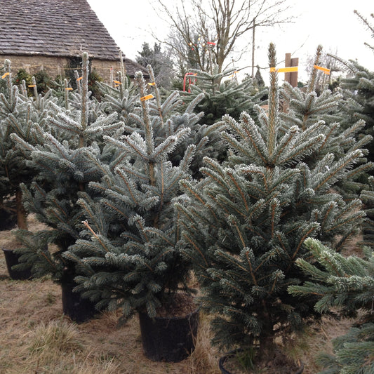 Blue Spruce Christmas Trees are bushy trees with a strong festive pine aroma. Trees are varying shades of icy white-green to blue.