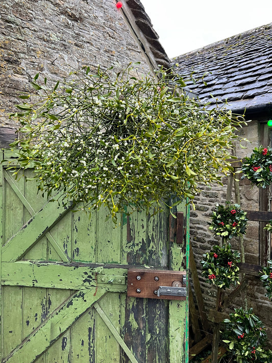 Bough of Mistletoe