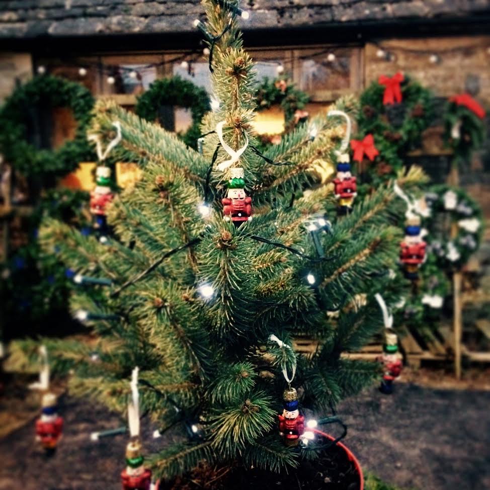 Small Table Top Real Blue Spruce Living Rooted Christmas Tree in pot with hessian sack and red ribbon.