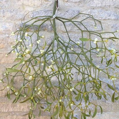 Bunches of fresh mistletoe with berries, use it to decorate the home or mix into your own wreaths, no Christmas is complete without some Christmas kisses under it!