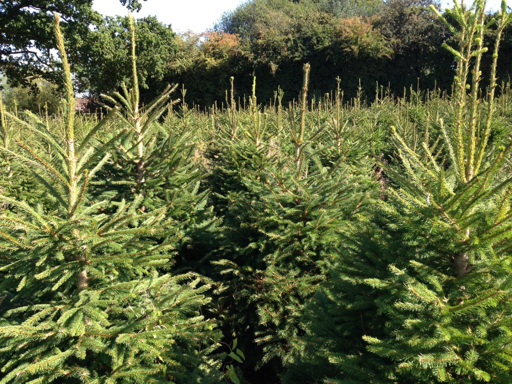 The Norway Spruce Christmas Tree is the 'traditional' christmas tree. The tree is fresh, slender and bushy.
