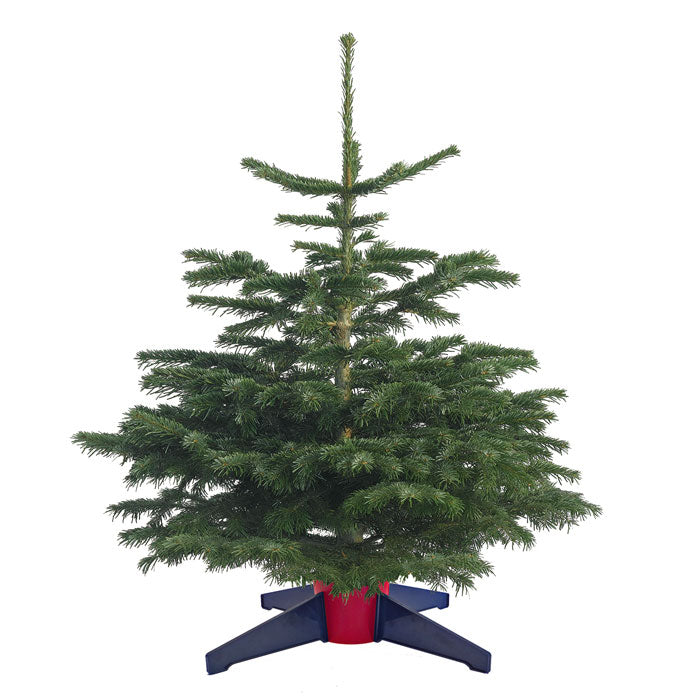 PushFit Christmas Tree Stand is suitable for trees up to 5ft in height. Simple, easy to assemble, light weight and perfect for smaller trees.