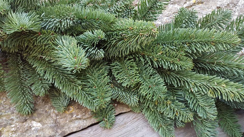 Stunning noble fir garlands in lengths of 2 meters can be used to decorate fire places, stairs and doorways.